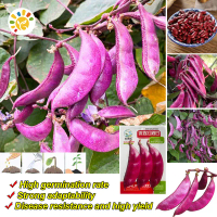 เมล็ดพันธุ์ถั่วแปบหูข้าง Purple Red Eyebrow Beans Seed Lentils Organic Vegetable Seeds for Planting 