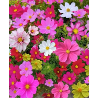 Potted Cosmos Flower Seed Assorted Flower Seeds for Gardening (100 Seeds/Pack) Growing Seeds Seeding
