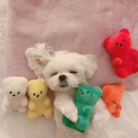 Little bear sounds BB dog toys cute pet small dog bears teddy yorkshire companion toys in different colors