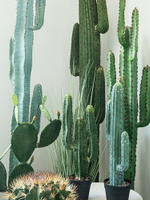 仿真仙人柱大型綠植物仙人掌盆栽墨西哥天輪柱造景裝飾擺件落地