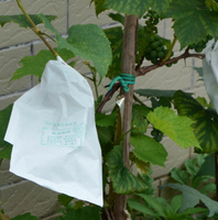 防蟲袋 水果套袋 葡萄袋子防蟲袋露天葡萄套袋果袋專用套袋防水套葡萄用紙袋育果袋