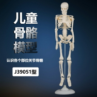 兒童骨骼模型42cm成人人體骨骼模型骨架模型解剖學小學科學教具拼裝中學生物模型教學儀器