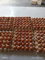 Telor omega CREAM/telor omega manik orange/telor ayam/telor omega asli