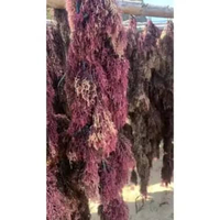 RUMPUT LAUT KERING 1KG