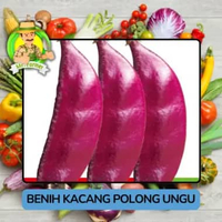 Benih Biji Kacang Polong Hijau Kacang Polong Ungu Biji pilihan Kacang Polong Ungu