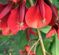 Bibit tanaman dadap merah - tanaman peneduh beragam manfaat - banyak di cari