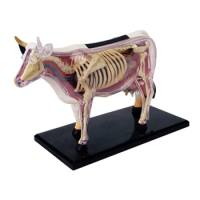 Animal Organ Anatomy Model 4D Cow Intelligence Assembling Toy Teaching Anatomy Model DIY Appliances