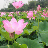 688花園:大型荷花種子高產蓮子蓮藕種子觀賞食用大田水缸池塘蓮花卉種子