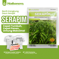 SERAPIM Panen Kilat 20 Hari !! Benih Kangkung Daun Sempit Halbanero