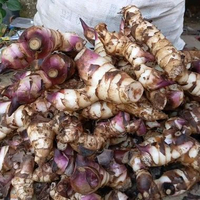 1kg umbi ganyong besar besar