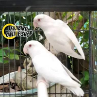 BURUNG LOVEBIRD ALBINO MATA MERAH SEPASANG SEPASANG