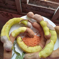 Me Dốt Bột 1kg Me Việt Chua Nhiều tặng kèm muối