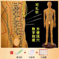 中醫針灸穴位人體模型教學全身十二經絡圖小皮人軟膠扎針練習模特升級版62CM男銅軟模-可扎針