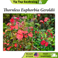 Real Live Plant Thornless Euphorbia Geroldii Pokok Hidup Mahkota Putri
