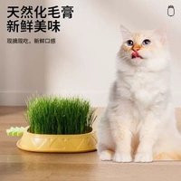 貓草盆栽種籽育苗盤懶人水培化毛球片貓薄荷小麥草種子幼貓咪零食
