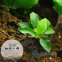 袖珍小榕的價格推薦第4 頁 21年7月 比價比個夠biggo 袖珍小榕的價格推薦第4 頁 21年7月 比價比個夠biggo