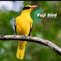 BURUNG KEPODANG EMAS BALI PILIHAN BONDOL