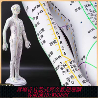 【2237人好評】人體模型中醫針灸穴位模型男女全身穴位圖銅人十二經絡小皮人按摩