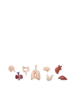 HUMAN ORGANS อวัยวะมนุษย์