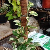 jual taneman/Sri gading enjoy rembet/taneman remb+turus Daun Tanaman