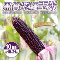預購 WANG 蔬果 黑寶紫糯米玉米10斤x1箱(農民直配)