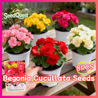 100% Original 8pcs Mixed Color Begonia Cucullata Seeds for Sale Legit Begonia Flower Seeds for Garde