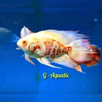 ikan Oscar Paris albino slayer size 9-10cm