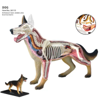 Animal Organ Anatomy Model 4D Dog Intelligence Assembling Toy Teaching Anatomy Model DIY Popular Science Appliances