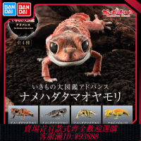{可刷卡 打統編}正版萬代扭蛋 生物大圖鑒 瘤尾 守宮 肥尾 壁虎 蜥蜴可動仿真動物