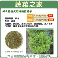 【蔬菜之家】A89.綠香火焰綠萵苣種子(共有2種包裝可選)