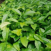 Bibit kopi robusta klon arsad cabutan semai