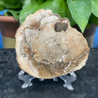 Natural Fossil Minerals For Home Decoration Wooden Tree Fossil Cup Cushion Stone Coaster