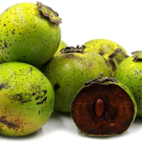 bibit sapote hasil okulasi/cangkok