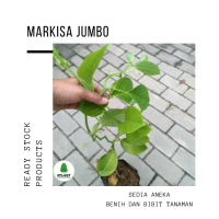 Bibit Pohon Buah Markisa Hijau Sayur Jumbo - Tanaman Erbis Besar