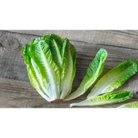 HasilSumberalaM Sayur Selada Romen Romaine Lettuce Cos Salad Segar Renyah 500gr