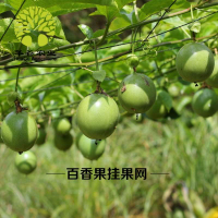 藤蔓花卉黃瓜家庭園藝種植物豆角瓜果百香果攀爬搭架網尼龍爬藤網