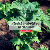 เมล็ดพันธุ์เคลไซบีเรียน Siberian Kale เมล็ดพันธุ์แท้นำเข้า 200–600 เมล็ด อัตรางอกสูง 95% ปลูกง่าย ใบ