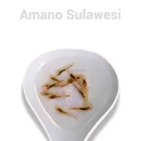 paket 5e hiasan/dekorasi aquarium udang hias amano sulawesi aquascape