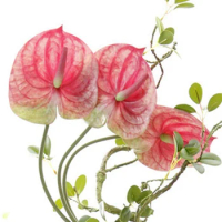 3 Pcs 22.8Inch Artificial Anthurium Flowers for Home Decor Bouquet and Green Leaf and Bridal Wedding Decoration(Pink)