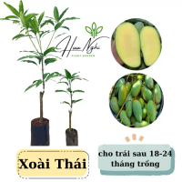 Cây giống Xoài Thái, cây ghép, cho trái sau 18 tháng trồng, cây xoài thái
