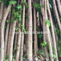 Bibit stek Batang angsana 1 mtr Pterocarpus indicus tanaman pelindung