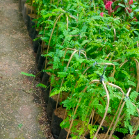 pohon saga