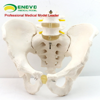 ENOVO頤諾男性骨盆模型 兩節腰椎髖骨骶骨尾骨 人體骨骼模型骨科