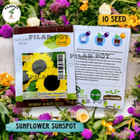 Benih Bibit Bunga Matahari Sunspot Haira Seed - SUNFLOWER SUNSPOT