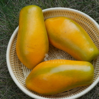 高仿加重水果 手感夏威夷 假木瓜模型 Lmdec仿真水果裝飾品