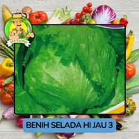 Jenis Benih Sayuran Selada Benih Sayuran Import Selada Hjau 3