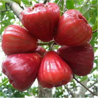 Bibit Tanaman Buah Jambu Air Dalhari-Bibit Jambu Air Dalhari - Bibit Jambu Air - Bibit Dalhari - Poh