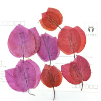 80pcs Pressed Dried Bougainvillea Glabra Plants Herbarium For Jewelry iPhone Phone Case Photo Frame DIY Making Accessories