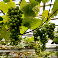 Bibit Anggur Import Tamaki Cepat Berbuah