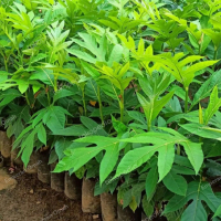 Bibit Buah Sukun Bibit Tanaman Buah Sukun Murah Bibit Sukun Murah